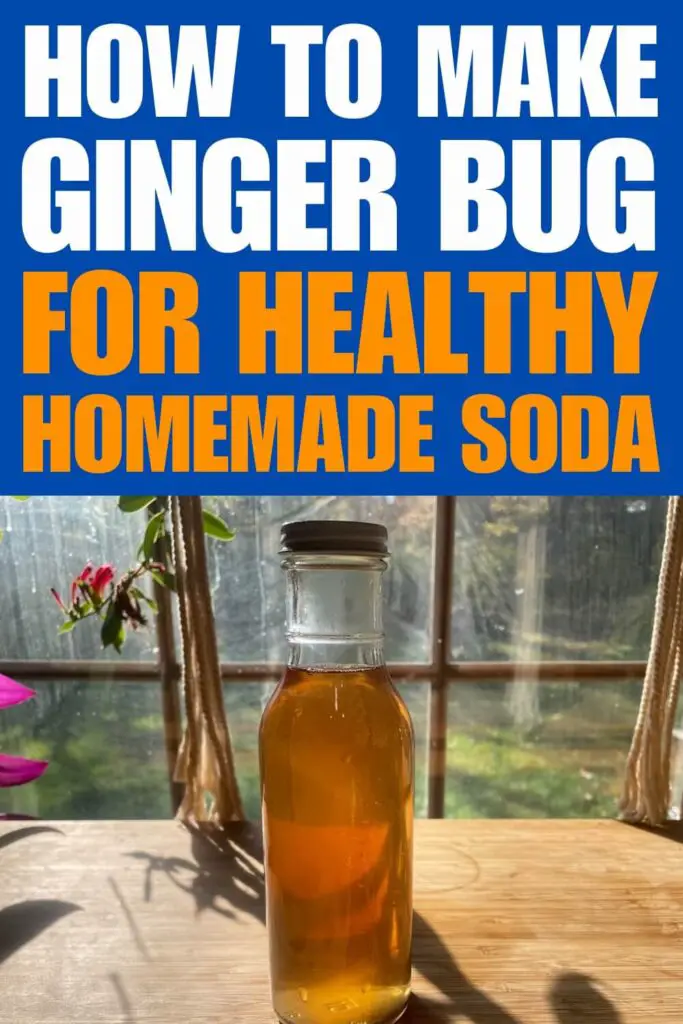 How to Make Ginger Bug for Healthy Homemade Soda