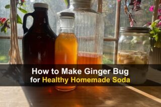 How to Make Ginger Bug for Healthy Homemade Soda