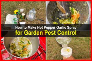 How to Make Hot Pepper Garlic Spray for Garden Pest Control