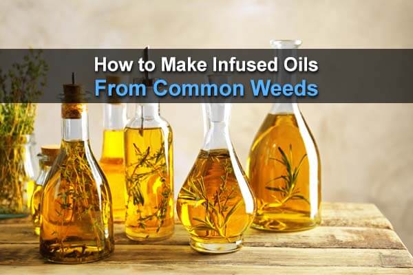 How to Make Infused Oils From Common Weeds