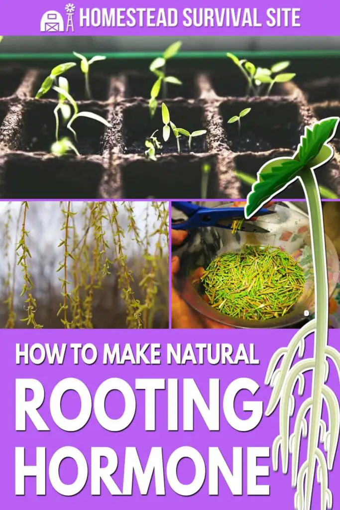 How to Make Natural Rooting Hormone