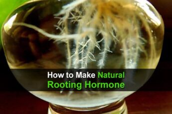 How to Make Natural Rooting Hormone