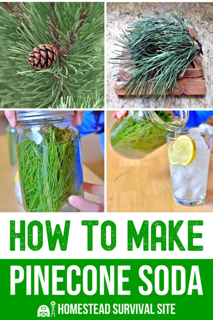 How to Make Pinecone Soda