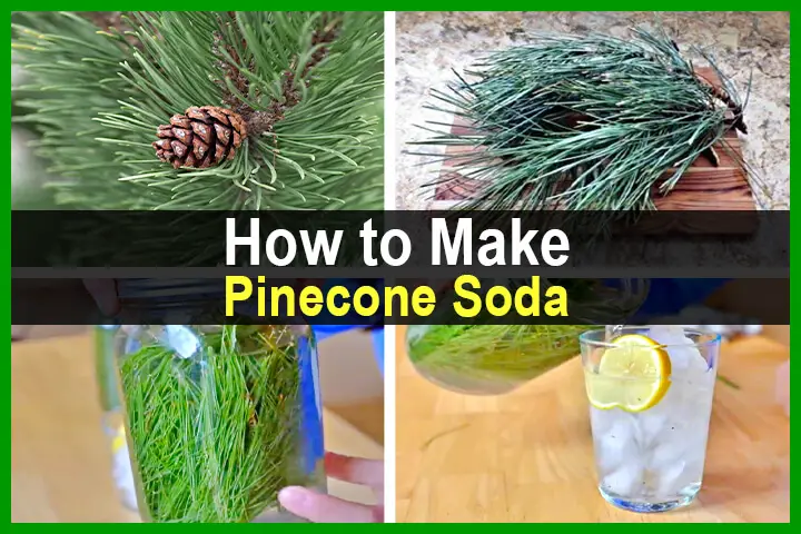 How to Make Pinecone Soda