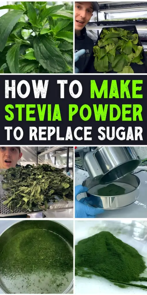 How to Make Stevia Powder to Replace Sugar