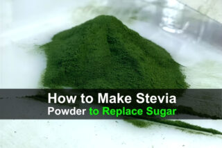 How to Make Stevia Powder to Replace Sugar