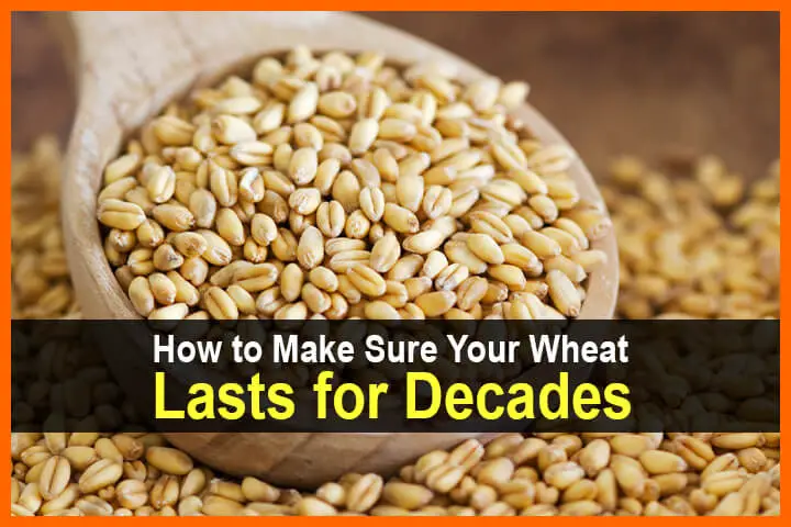 How to Make Sure Your Wheat Lasts for Decades
