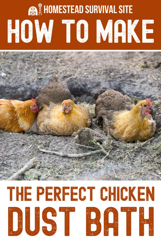How to Make the Perfect Chicken Dust Bath