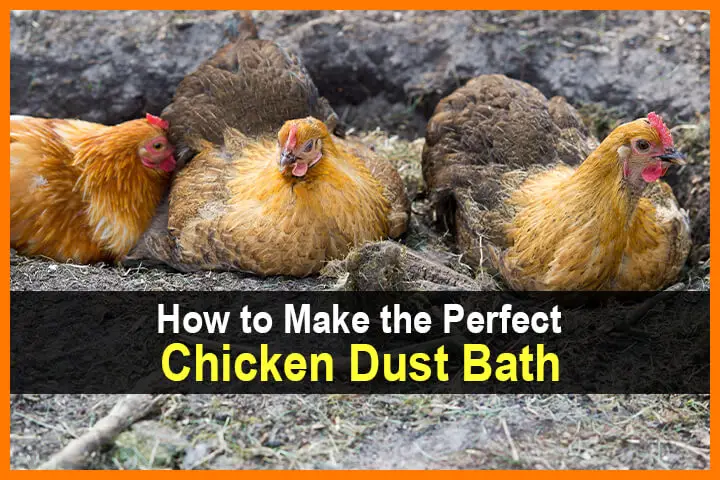 How to Make the Perfect Chicken Dust Bath