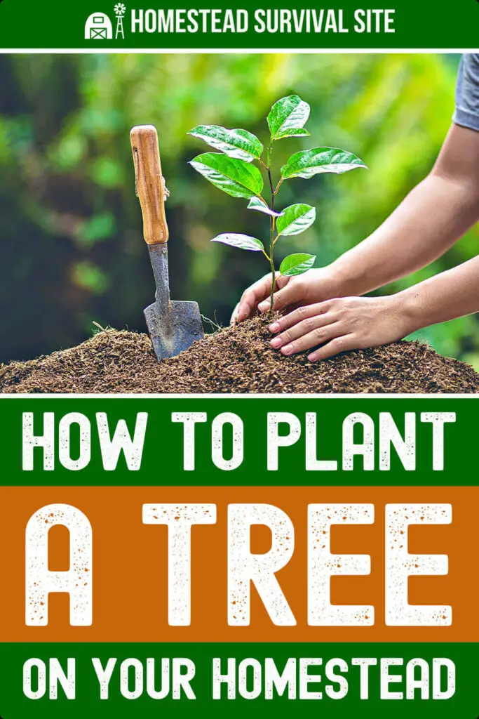 How to Plant a Tree on Your Homestead