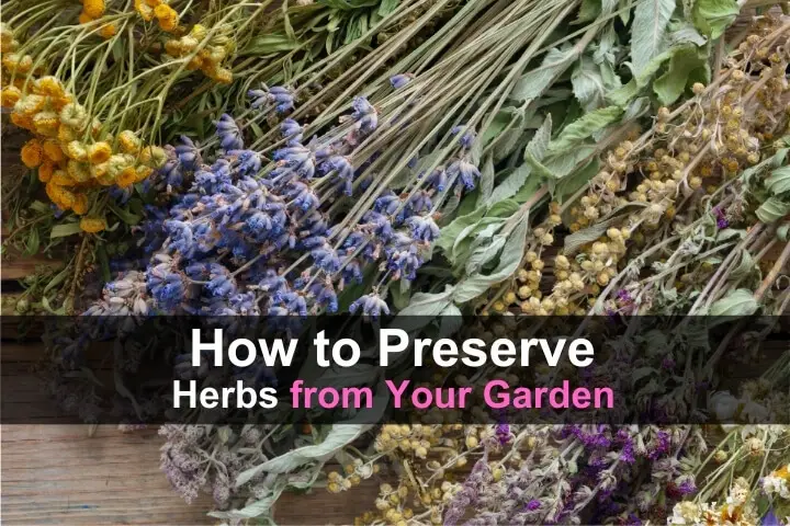 How to Preserve Fresh Herbs from Your Garden