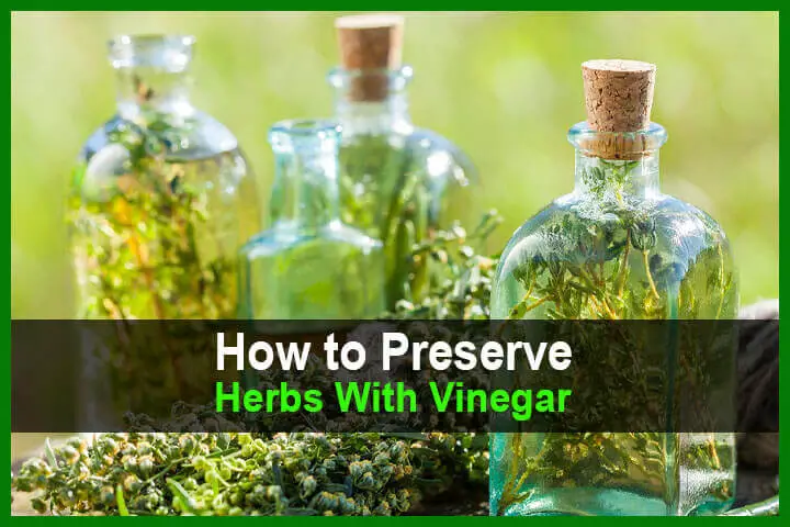 How to Preserve Herbs with Vinegar