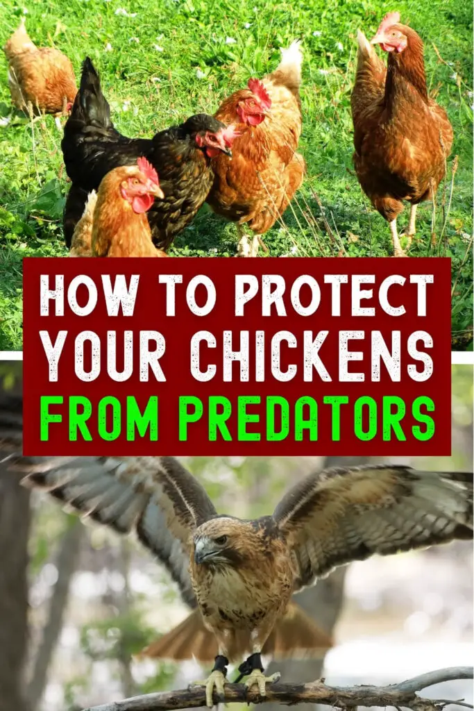 How to Protect Your Chickens from Predators - 20 Tips