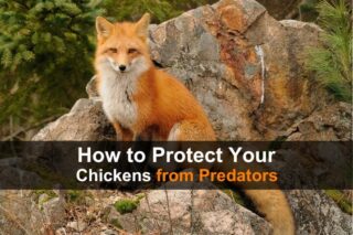 How to Protect Your Chickens from Predators