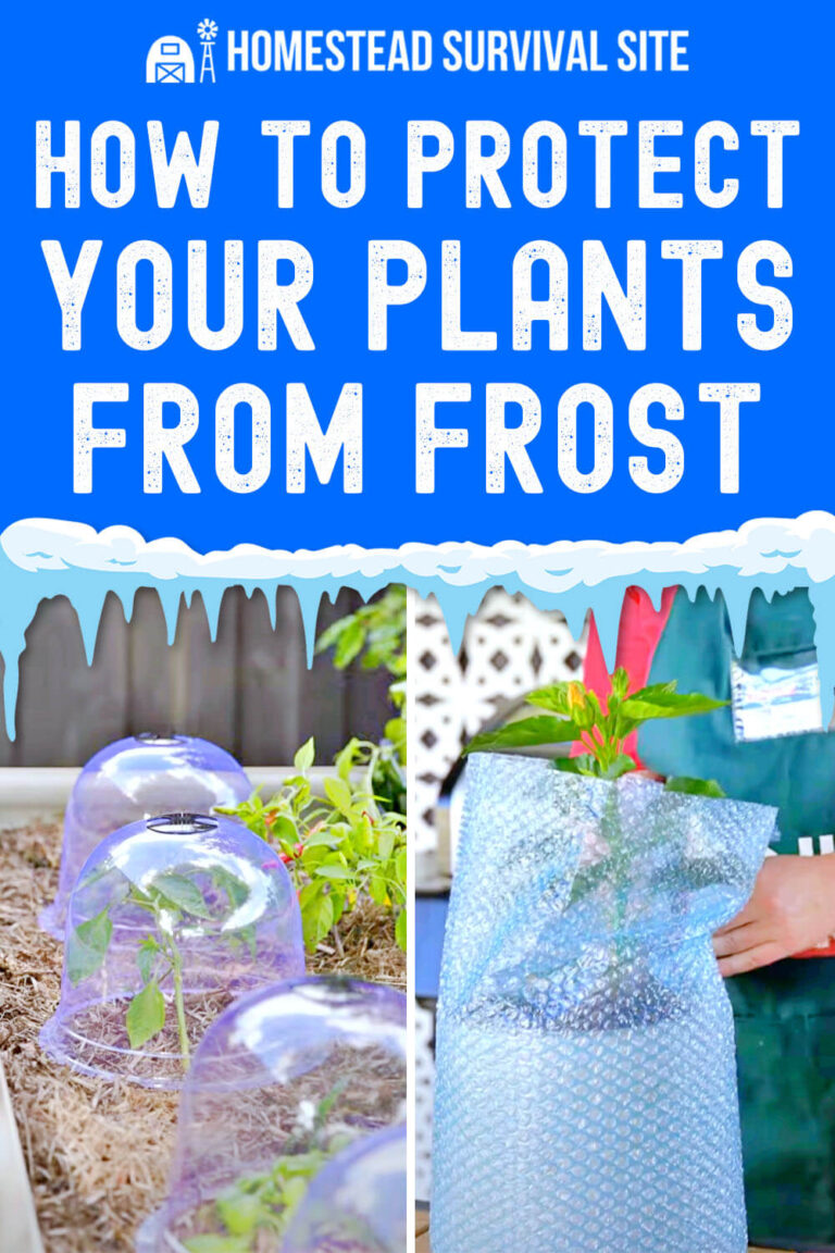 How to Protect Your Plants from Frost
