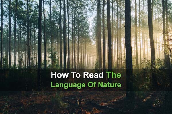 How To Read The Language Of Nature