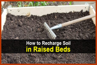 How to Recharge Soil in Raised Beds