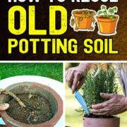 Pinterest Hidden Image