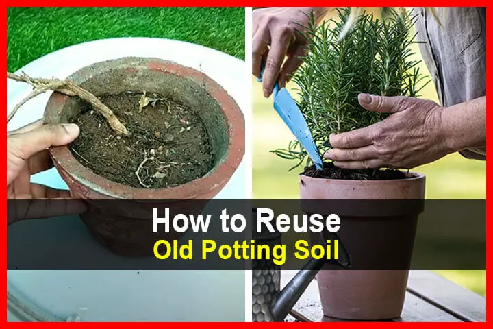 How to Reuse Old Potting Soil