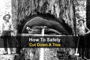 How To Safely Cut Down A Tree