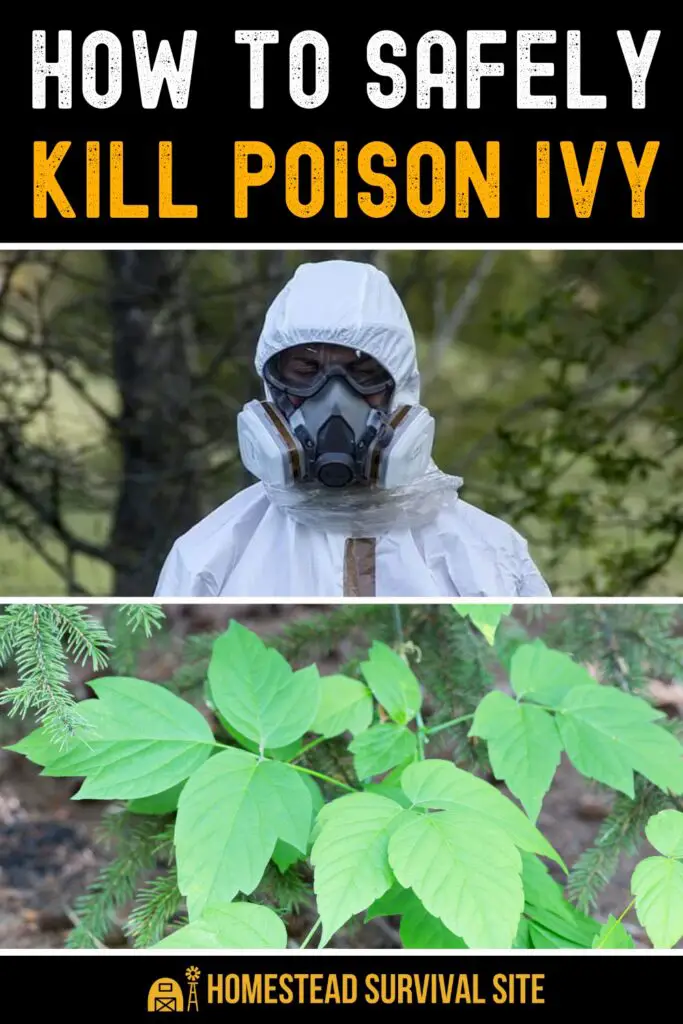 How To Safely Kill Poison Ivy