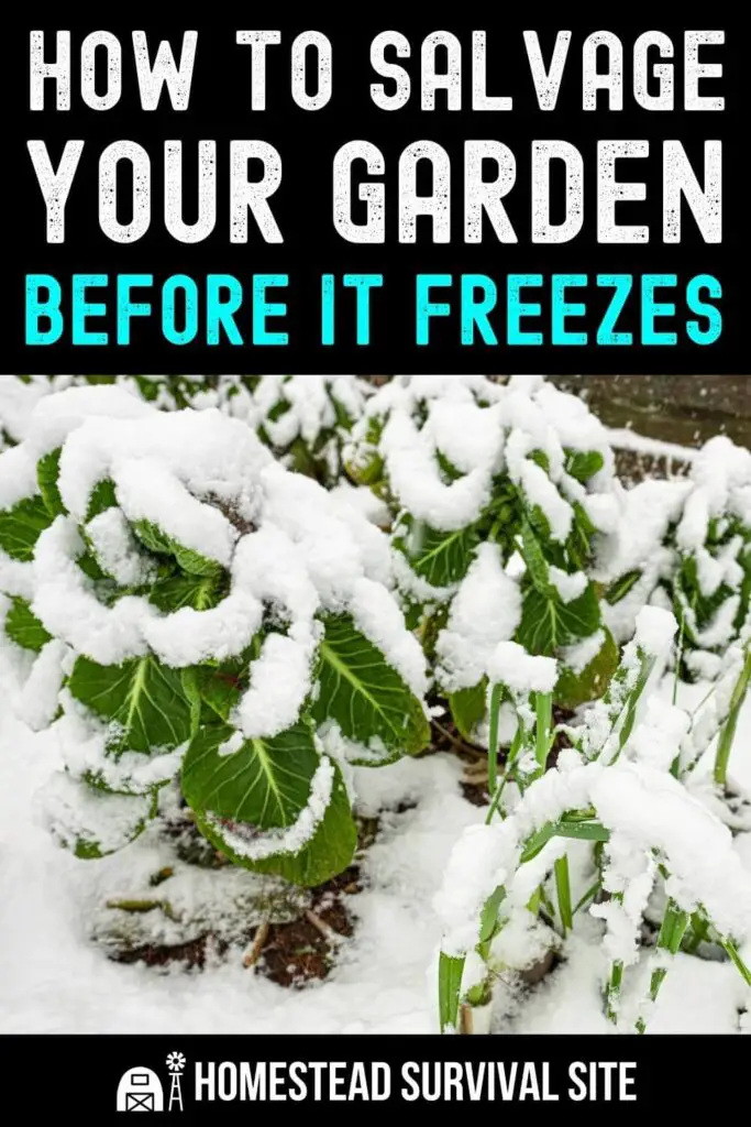 How to Salvage Your Garden Harvest Before it Freezes