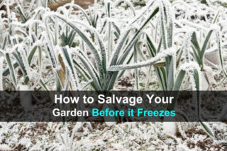 How to Salvage Your Garden Harvest Before it Freezes