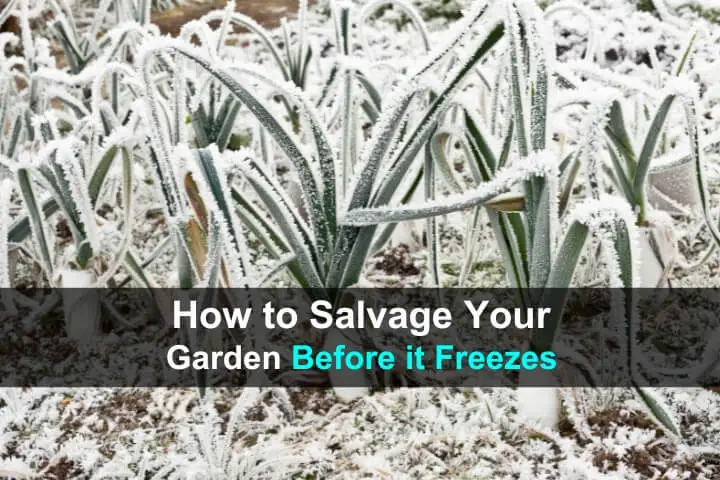 How to Salvage Your Garden Harvest Before it Freezes