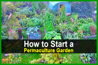 How to Start a Permaculture Garden