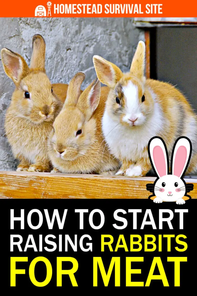 Growing rabbits for meat best sale