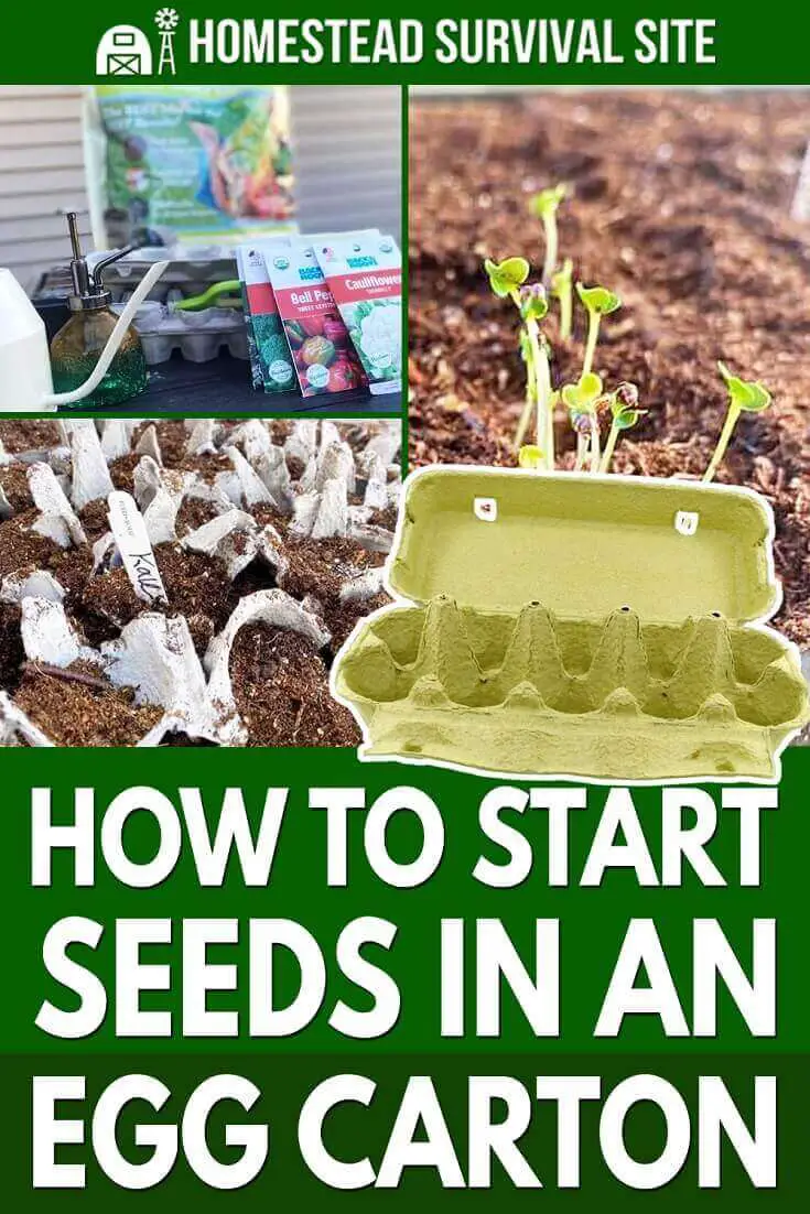 How To Start Seeds In An Egg Carton