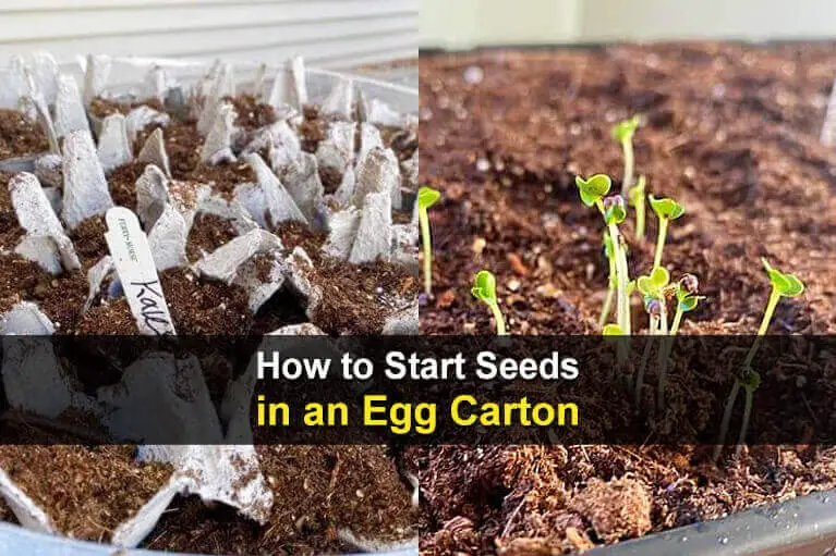 How to Start Seeds in an Egg Carton
