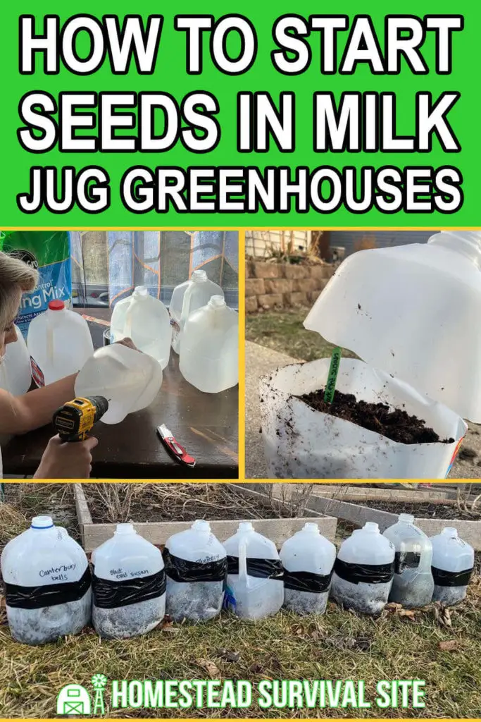 How to Start Seeds in Milk Jug Greenhouses