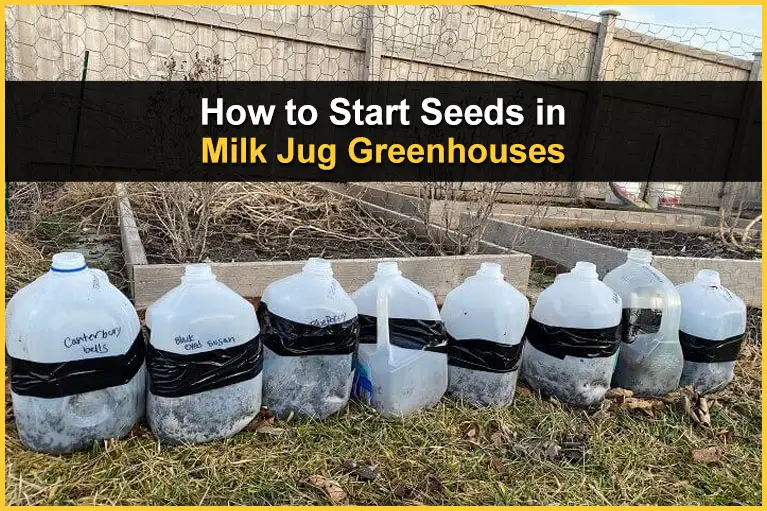How to Start Seeds in Milk Jug Greenhouses