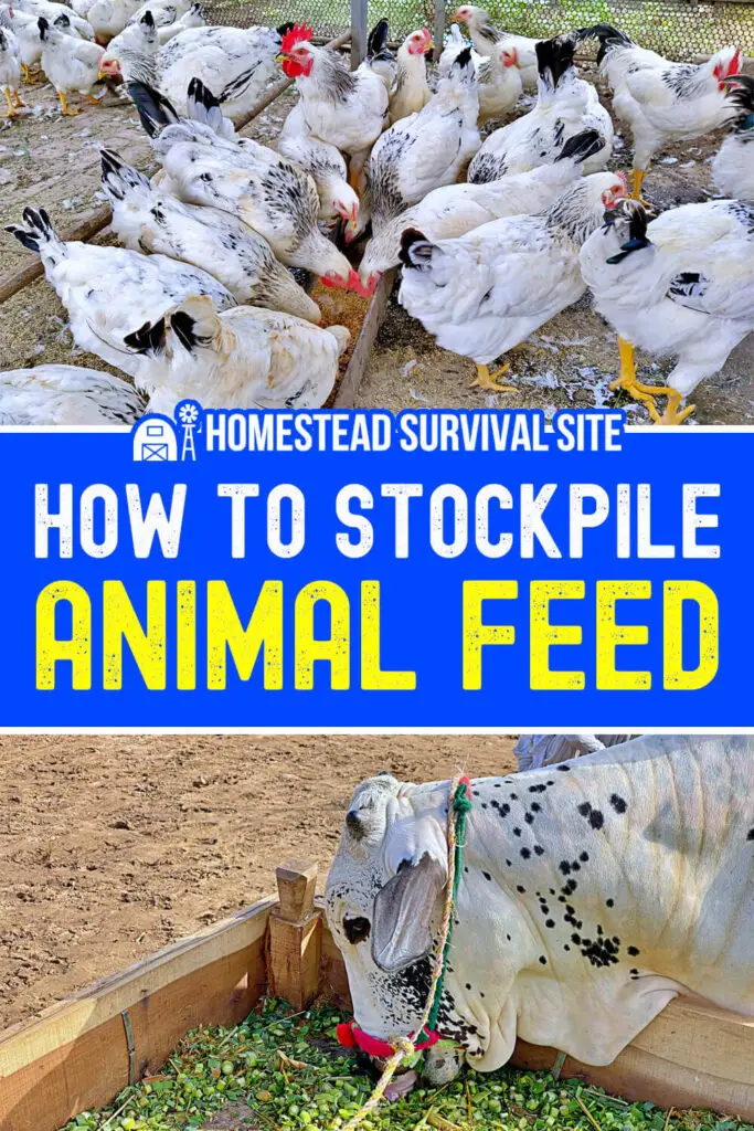 How to Stockpile Animal Feed