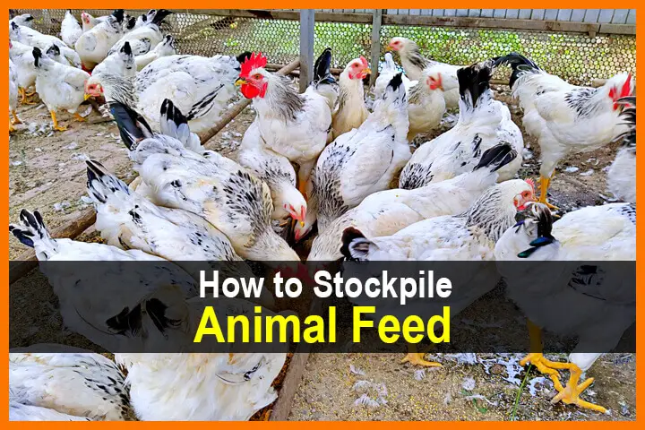 How to Stockpile Animal Feed