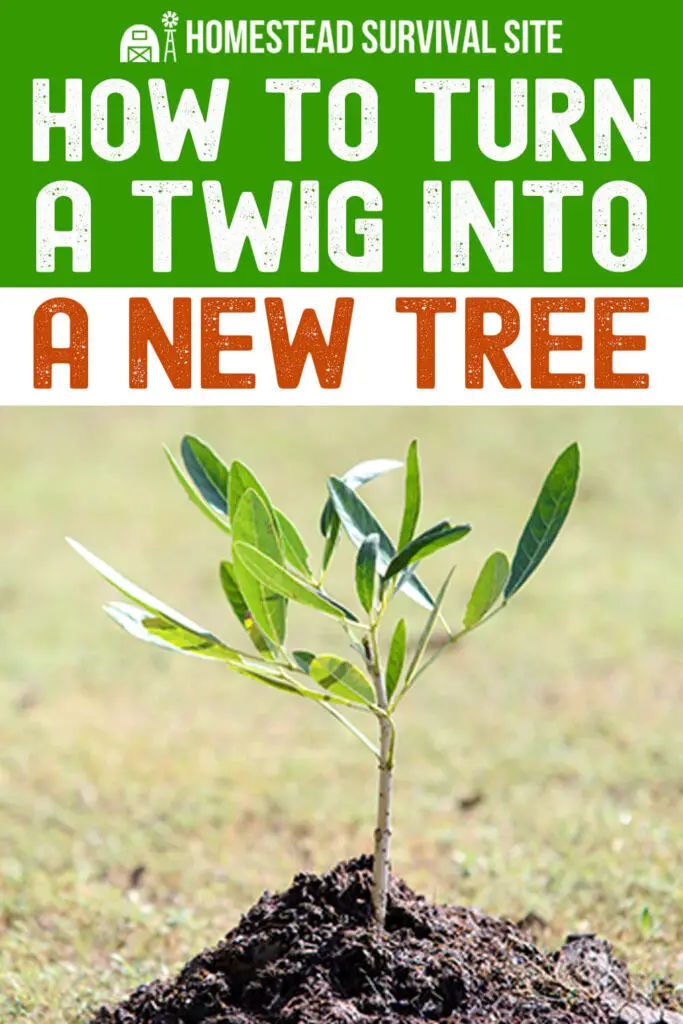 How To Turn A Twig Into A Tree