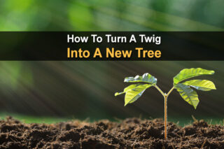 How To Turn A Twig Into A New Tree