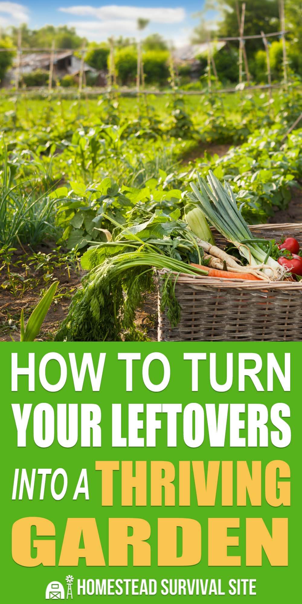 How To Turn Your Leftovers Into A Thriving Garden