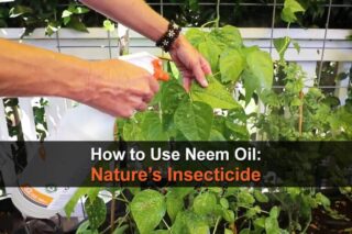 How to Use Neem Oil: Nature’s Insecticide