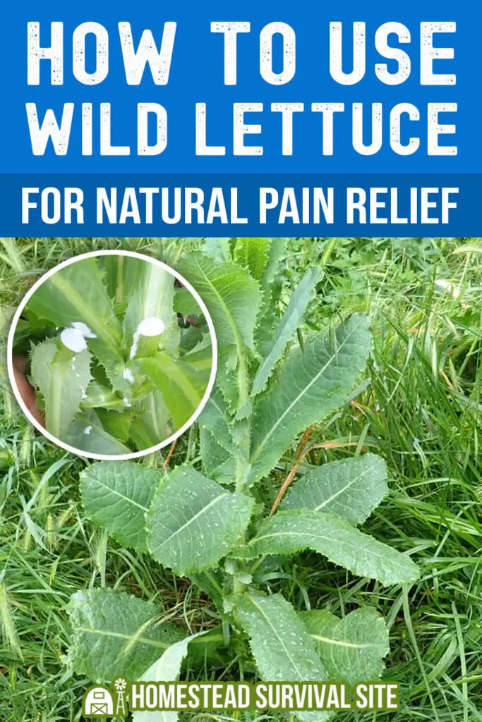 How to Use Wild Lettuce for Natural Pain Relief