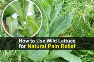 How to Use Wild Lettuce for Natural Pain Relief