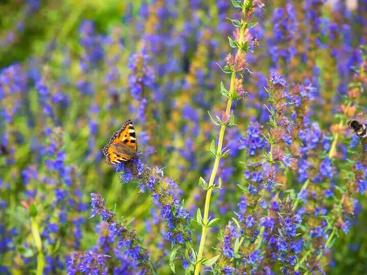 Hyssop Flowers with Butterfly