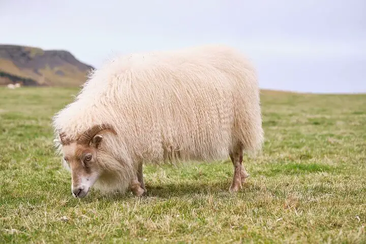 Icelandic Sheep Eating Grass