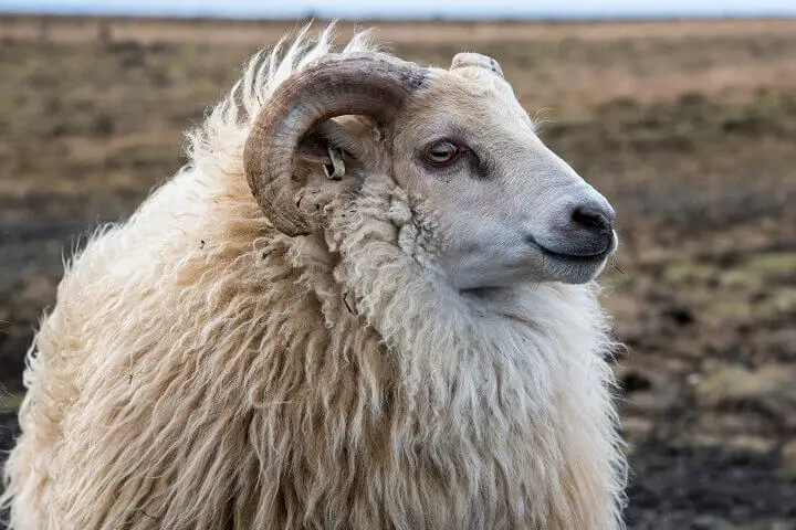 Icelandic Sheep Up Close