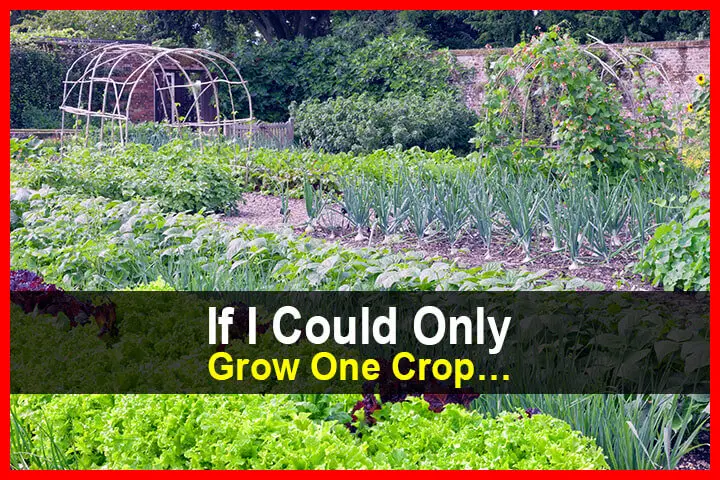 If I Could Only Grow One Crop...