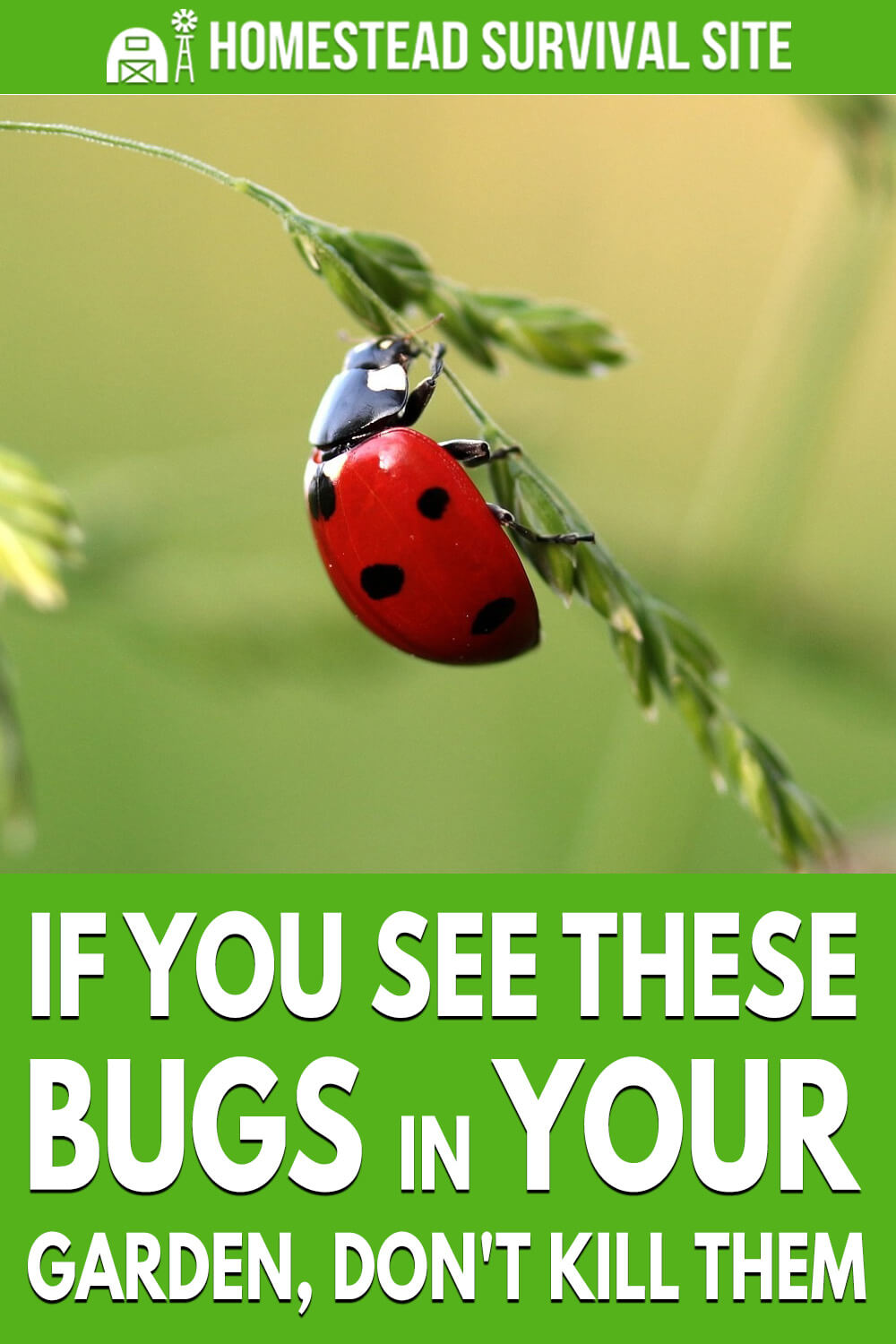 If You See These Bugs In Your Garden, Don't Kill Them