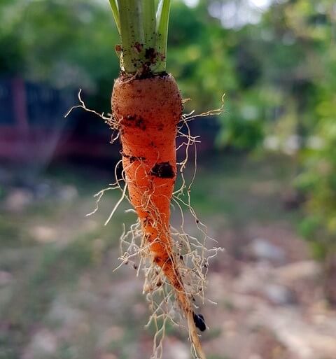 Immature Carrot