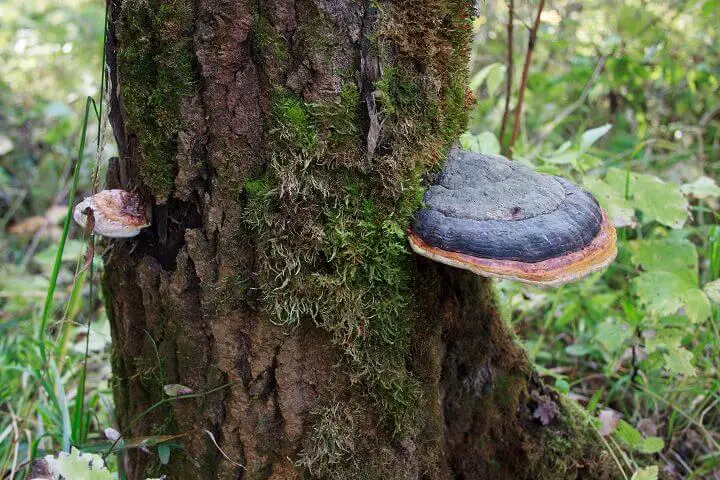 Inonotus Obliquus on Tree