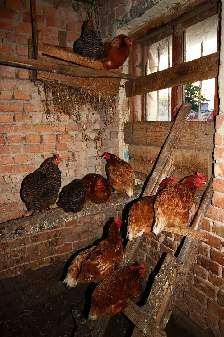 Inside the Chicken Coop